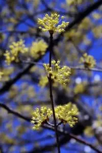 Kirsebærkornel 'Kasanlaker' (Cornus mas)