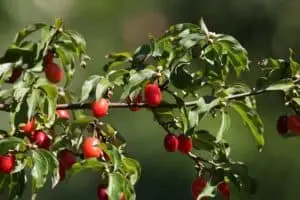 Kirsebærkornel 'Kasanlaker' (Cornus mas)