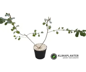 Japansk kvæde 'Sargentii' (Chaenomeles japonica)
