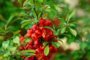 Chaenomeles japonica