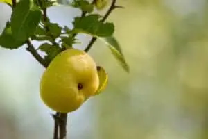 Chaenomeles japonica