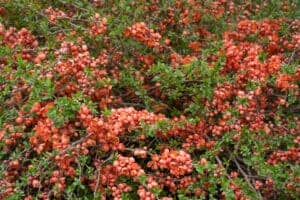 Chaenomeles japonica