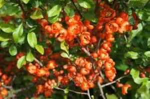 Chaenomeles japonica