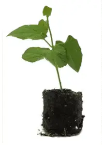 Sød kartoffel plug plante