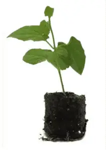 Sød kartoffel plug plante