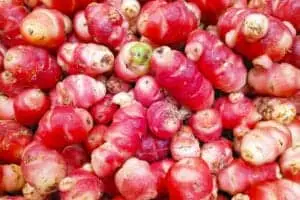 Oca 'Tuberosa' Oxalis tuberosa