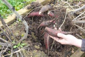 Yacon - 'Yacon Red' Smallanthus sonchifolius