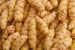 Oca 'Tuberello' Oxalis tuberosa
