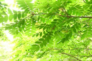 Manchurian Valnød (Juglans mandshurica)
