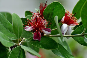 Feijoa (ananasguave) Acca sellowiana
