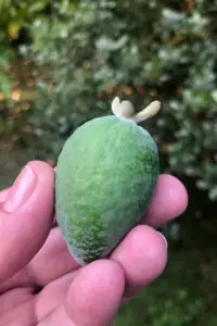 Feijoa (ananasguave) Acca sellowiana