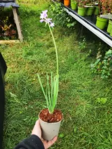 Vild Hvidløg - Tulbaghia violacea - Billede 2