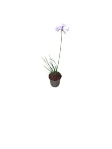 Vild Hvidløg - Tulbaghia violacea